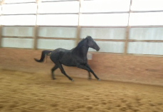 Racehorse